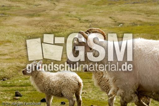 Schaf (43 von 61).jpg